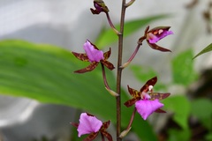 Rhynchostele bictoniensis