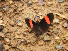 Heliconius erato hydara