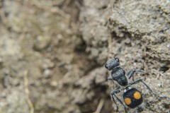 Hoplomutilla pardalis