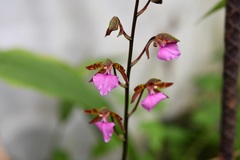 Rhynchostele bictoniensis