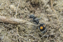 Hoplomutilla pardalis