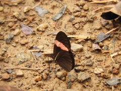 Heliconius erato hydara