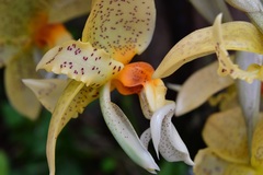 Stanhopea graveolens