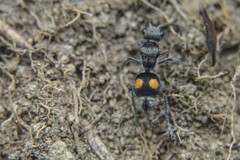 Hoplomutilla pardalis