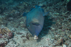 Pseudobalistes fuscus