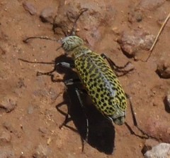 Epicauta ventralis