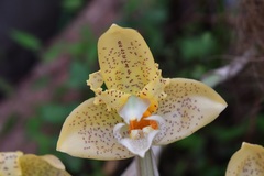 Stanhopea graveolens