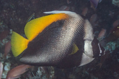 Heniochus singularius