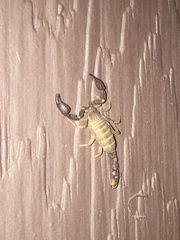 Pseudouroctonus santarita