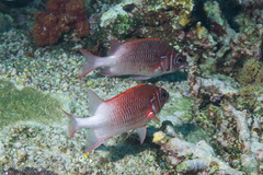 Sargocentron caudimaculatum