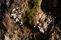 Oligonema verrucosum