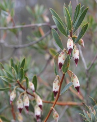 Conostephium pendulum