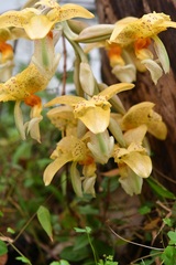 Stanhopea graveolens