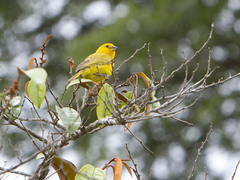 Sicalis flaveola