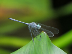 Micrathyria schumanni