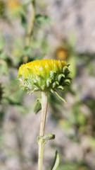 Grindelia nuda