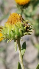 Grindelia nuda