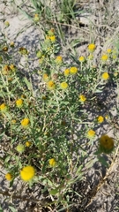 Grindelia nuda