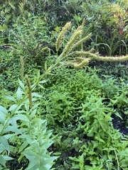 Veronicastrum