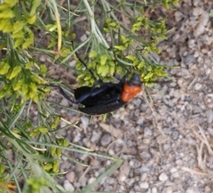 Lytta vulnerata