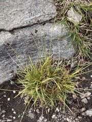 Carex norvegica