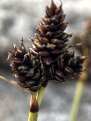Carex norvegica