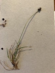 Carex norvegica