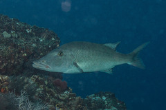 Lethrinus olivaceus