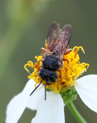Coelioxys slossoni slossoni