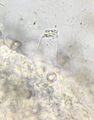 Pluteus septocystidiatus