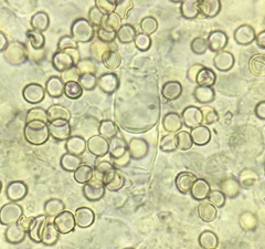 Pluteus septocystidiatus