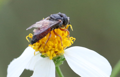 Coelioxys slossoni slossoni