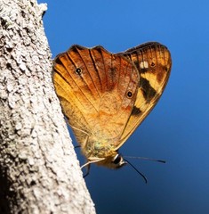 Heteronympha banksii