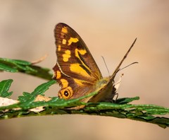 Heteronympha banksii