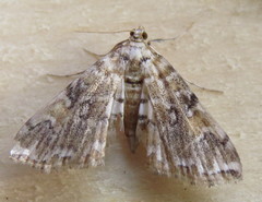 Elophila faulalis