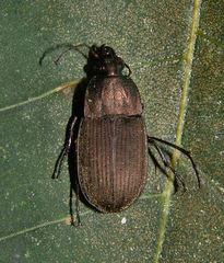 Chlaenius tomentosus