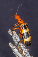 Pyrota concinna