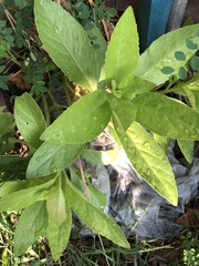 Gynura