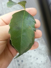 Angiospermae