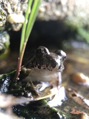 Fejervarya kawamurai