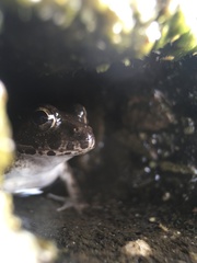 Fejervarya kawamurai