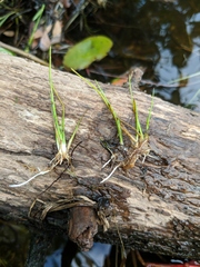 Juncus pelocarpus