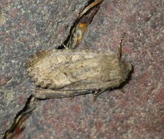 Luperina testacea
