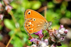 Coenonympha corinna