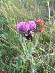 Bombus griseocollis