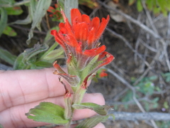 Castilleja martini martini