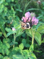 Bombus griseocollis