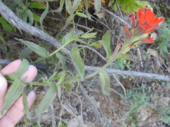 Castilleja martini martini
