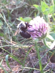 Bombus griseocollis