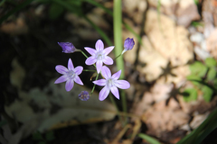 Triteleia